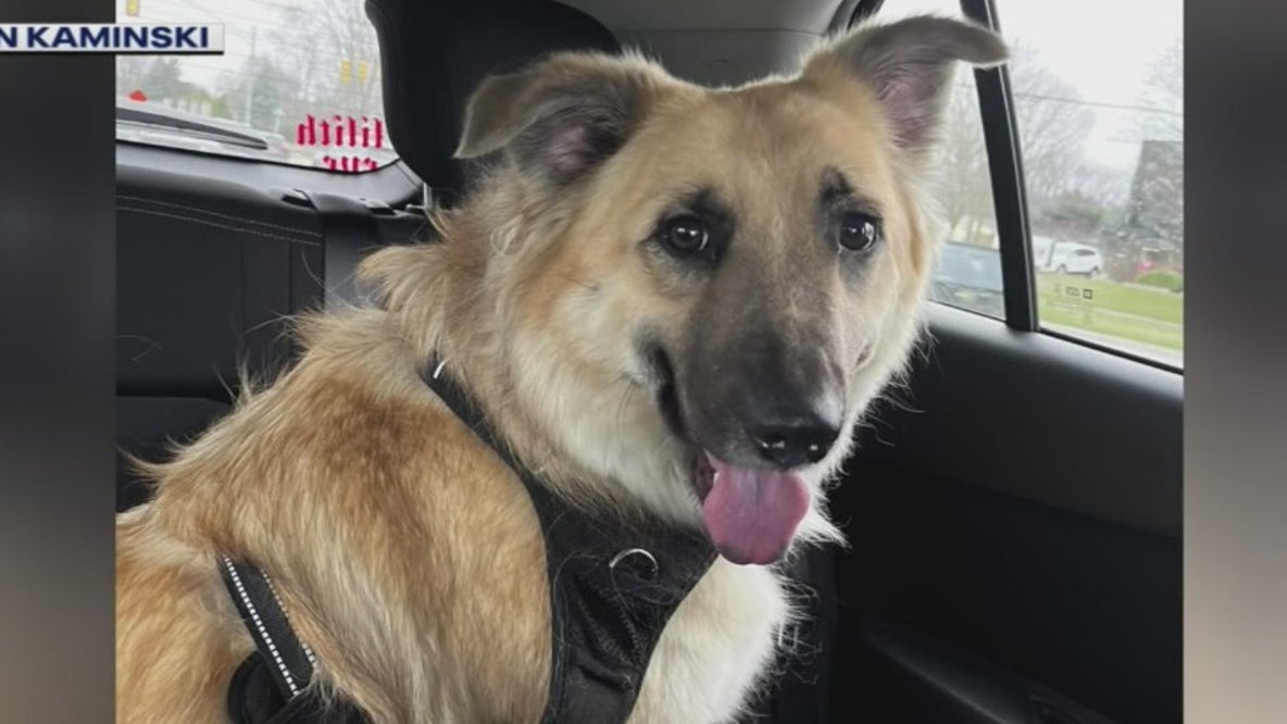 Woman reunited with missing dog